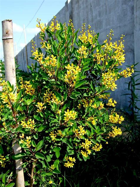 philippine shrubs.